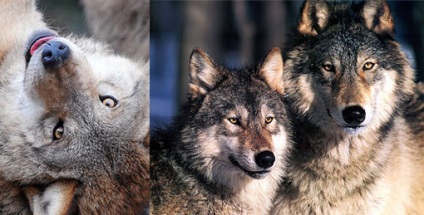 Wolf szőrme, tulajdonságait és alkalmazásait (Properties and Applications) Wolf szőrme, a Properties and Applications