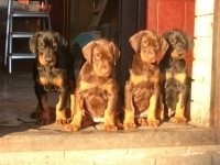 Szülői kiskutya észt kopó, a kölyök (puppy) Szülői kiskutya észt kopó, a kölyök