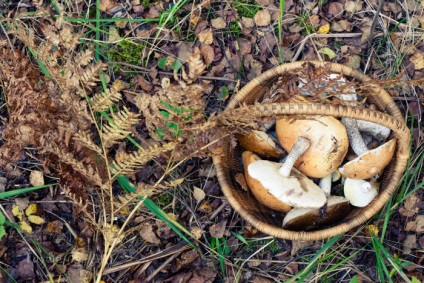 Az út az élet, mint egy gomba gyik a városi lakosok