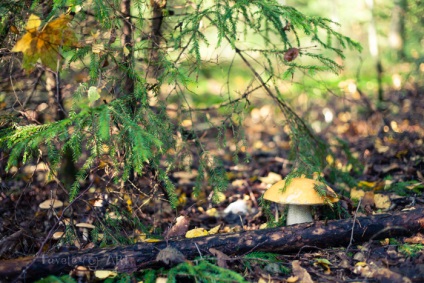 Az élet útja, hogy hogyan lehet gyűjteni gombát gyik városi lakosok (elmondani egy jó gomba) Az út az élet, mint egy gomba gyik a városi lakosok