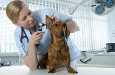 Mindössze annyit kell tudni, hogy a tulajdonos, ha kutyája aureus tünetei és kezelése