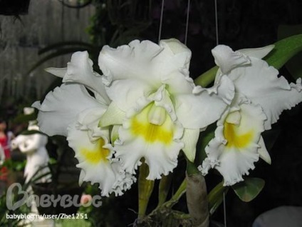 Kötött horgolt nagyon finom orchidea