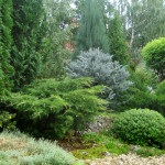 Tűlevelűek a kertben (38 fotó), különösen a bokrok és fák a kerttervezés, fotó és videó