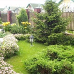 Tűlevelűek a kertben (38 fotó), különösen a bokrok és fák a kerttervezés, fotó és videó