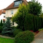Tűlevelűek a kertben (38 fotó), különösen a bokrok és fák a kerttervezés, fotó és videó (fotó) Tűlevelűek a kertben (38 fotó), különösen a bokrok és fák a kerttervezés, fotó és videó