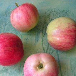 Apple Tree Beauty baskír leírás, fotók, vélemények kertészek