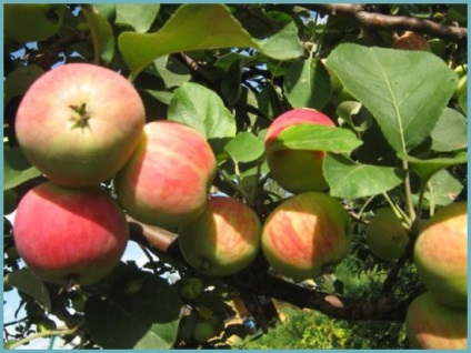 Apple Tree Beauty baskír leírás, fotók, vélemények kertészek
