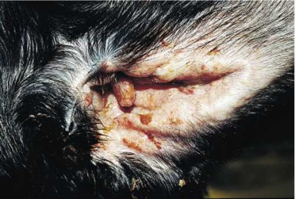 Juvenile cellulitis kutyák (juvenilis pyoderma), állatorvos (juvenilis) Juvenile cellulitis kutyák (juvenilis pyoderma), állatorvos