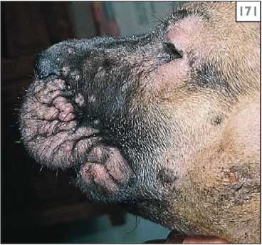 Juvenile cellulitis kutyák (juvenilis pyoderma), állatorvos (juvenilis) Juvenile cellulitis kutyák (juvenilis pyoderma), állatorvos