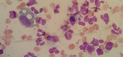 Fiatalkorúak cellulitis, állatorvosi klinikán nevű Ivan Fillmore (fiatalkori) Fiatalkorúak cellulitis, állatorvosi klinikán nevű Ivan Fillmore