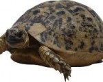 Miért a teknős shell, ez érdekes, mywebs - hírek, események, történelem