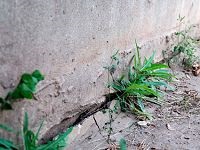 Repedéseinek tömítése a vak terület (tömítő) Repedések tömítése a vak terület