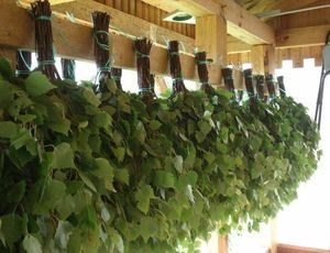 A betakarított seprük fürdő előforma nyírfa ágak időzítési mikor vágja seprű nyír (seprű) A betakarított seprük fürdő előforma nyírfa ágak időzítés mikor vágja nyírfa ágak