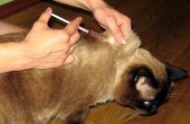 Székrekedés tünetek macskáknál, kezelés (székrekedés) Székrekedés macskák tünetei, kezelése