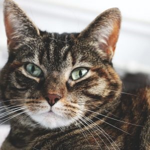 Székrekedés macskák tünetei, kezelése