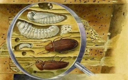 A védelem a faház a nedvességtől, bomlásnak, rovarok, tűz és azon kívül (faház tűzvédelmi woodworm nedvesség rot) Védelem faház a nedvességtől, rothadás, rovarok, tűz, kívül és belül