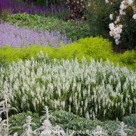 Szárazságtűrő és a nap kedvelő növények a kertben, fotó felülvizsgálat, gazdagon berendezett kert
