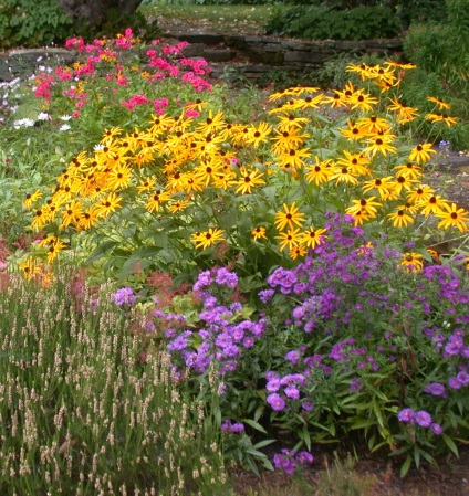 Szárazságtűrő és a nap kedvelő növények a kertben, fotó felülvizsgálat, gazdagon berendezett kert