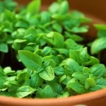 7 szabályzata gyógynövények egy ablakpárkányon