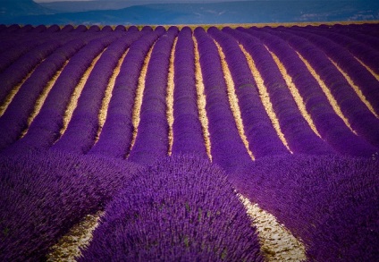 8 dolog, amit tennie kell, Provence