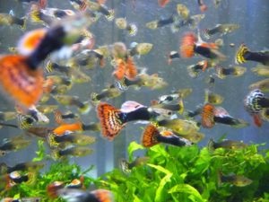 Akváriumi halak guppi - gondozás, etetés, ház, tenyésztés kezdőknek otthon