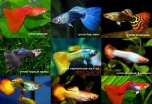Akváriumi halak guppi - gondozás, etetés, ház, tenyésztés kezdőknek otthon