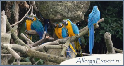 Allergiás a papagájok, a tünetek gyermekeknél és felnőtteknél