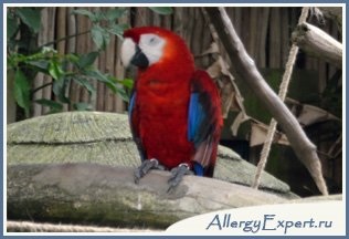 Алергія на папуг, симптоми у дітей і дорослих