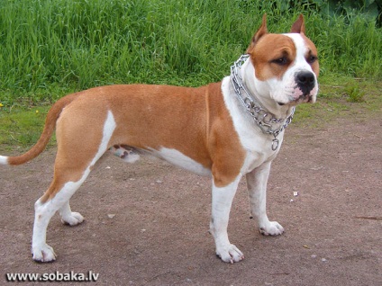 Amerikai Staffordshire Terrier
