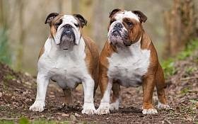Angol bulldog - Breed leírás, fényképek ajánlásokat a gondozás, a táplálás, képzés, kiválasztás