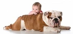 Angol bulldog - Breed leírás, fényképek ajánlásokat a gondozás, a táplálás, képzés, kiválasztás