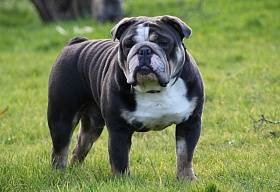 Angol bulldog - Breed leírás, fényképek ajánlásokat a gondozás, a táplálás, képzés, kiválasztás