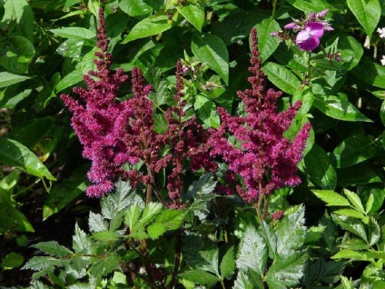 Astilbe fotók és fajok ültetési és gondozási szabadföldön