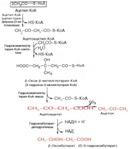 Az acetil-CoA (CoA)