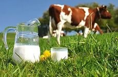 Bakteriális tej szennyeződését a módját, hogy csökkentsék