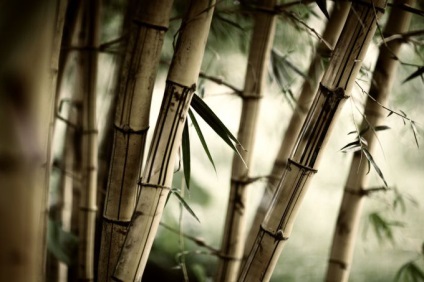 Bamboo fonal - Fair Masters - kézzel készített, kézzel készített