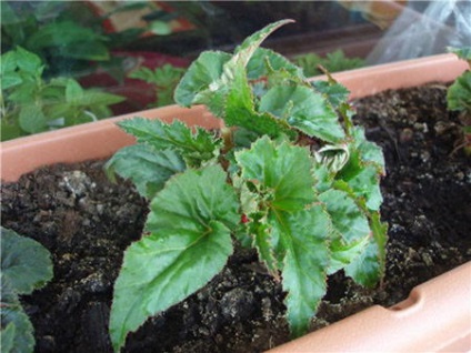 Begonia - ellátás az otthoni, virágzás, reprodukálni, átruházni, video
