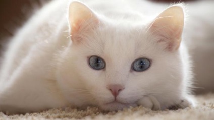 Fehér macska - ami egy fajta macska fehér, kék szemek