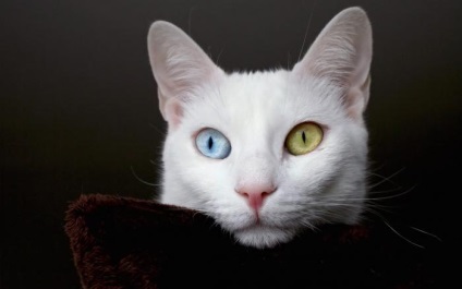 Fehér macska - ami egy fajta macska fehér, kék szemek