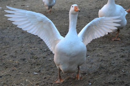 Білі гуси опис породи, середовище проживання і фото