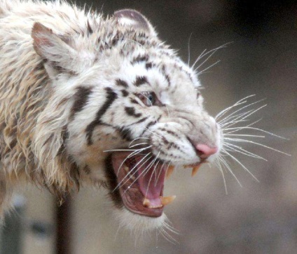 Fehér tigrisek albínók - Csak kíváncsi