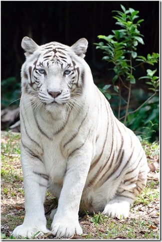 Fehér bengáli tigris