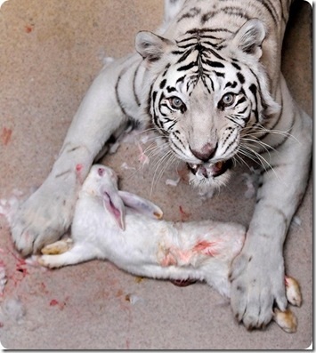 Fehér bengáli tigris