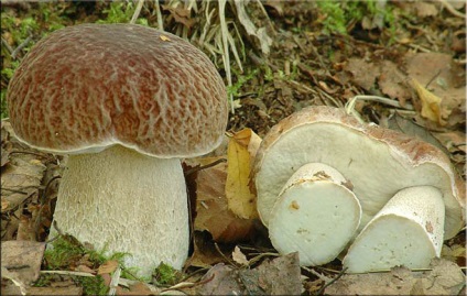 Білий гриб (боровик) - користь і шкода, опис, фото, де росте