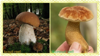 Білий гриб (боровик) - користь і шкода, опис, фото, де росте