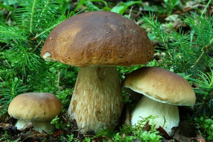 Vargánya (Boletus) - előnyei és hátrányai, leírás, fotó, ahol a nő