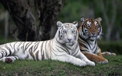 Fehér tigris - az állatok szerepelnek a Red Book
