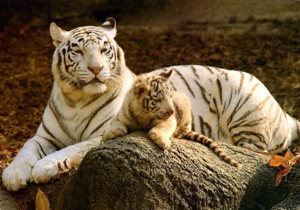 Fehér tigris - az állatok szerepelnek a Red Book