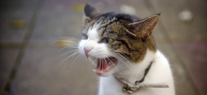 Veszettség macskák tünetei és jelei megmutatkoznak, és továbbítják a veszély, hogy