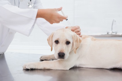 Veszettség kutyák tünetei és megelőzése